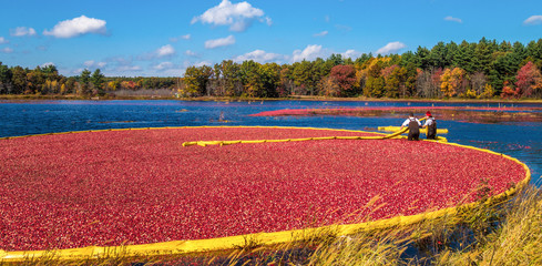Cranberry harvest in autumn when bogs are flooded and bright red cranberry fruits float to the...