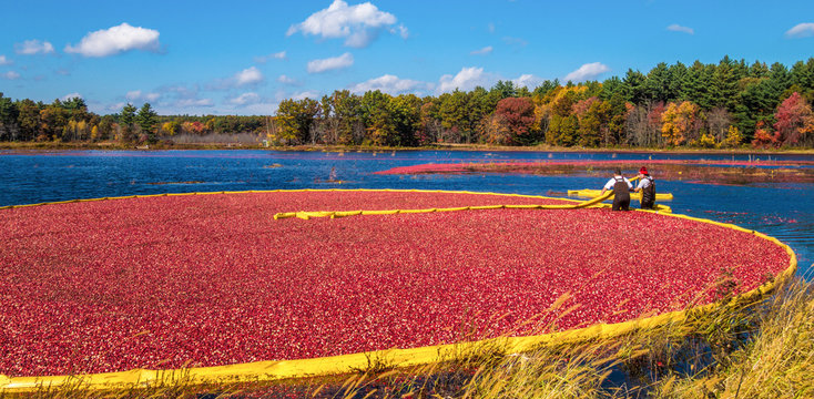Cranberry harvest in autumn when bogs are flooded and bright red cranberry fruits float to the surface in a brilliant fall display of color and a mainstay of the agricultural industry in New England.