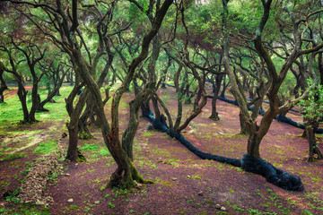 Mistical spring view of olive garden. Beautiful countryside scene of Corfu island, Greece, Europe. Traveling concept background.