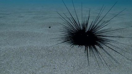 Sea urchin walks along the sandy seabed. Black Longspine Urchin or Long-spine sea urchin (Diadema setosum) Underwater shot. Mediterranean Sea, Europe.