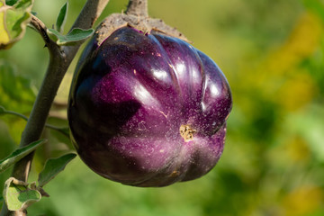 Close up of small purple pepper fruits growing on a branch