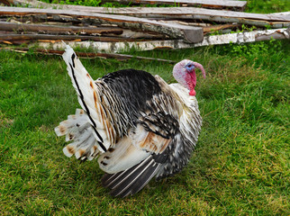 Homemade gobblers is one of the common types of domestic birds of the order galliformes.