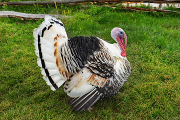 Homemade gobblers is one of the common types of domestic birds of the order galliformes.