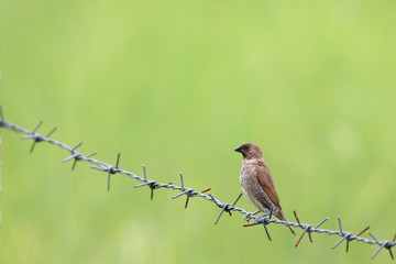 Obraz premium bird on a wire