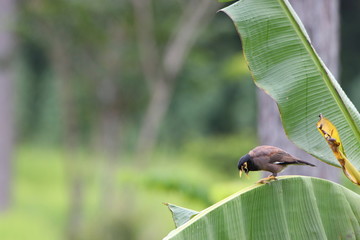 bird on banana leaf