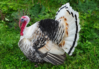 Homemade gobblers is one of the common types of domestic birds of the order galliformes.