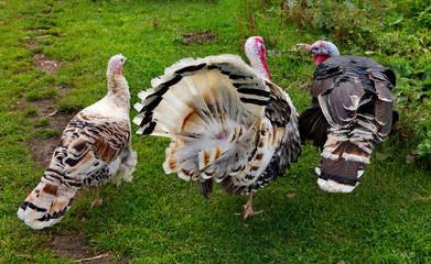 Homemade gobblers is one of the common types of domestic birds of the order galliformes.