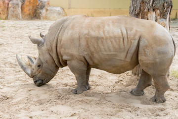 Obraz premium Close up portrait of rhino, profile. Rhino in the dust and clay walks