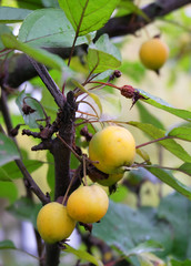 Yellow fruits of wild apple tree on a branch in autumn.