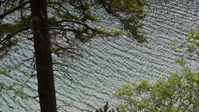 L'acqua del lago di Braies scorre sotto gli alberi
