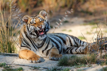 Tiger cub yawning in a Tiger Canyons Private Game Reserve in South AFfrica