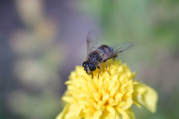 Bee insect macro photo at yellow garden flower