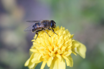 Bee insect macro photo at yellow garden flower