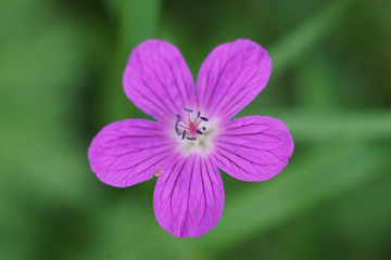 Pink phlox macro photo, bright summer garden photo