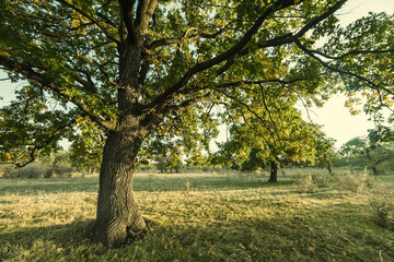 Obraz premium Sunny day in forest on autumn