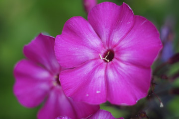Pink phlox macro photo, bright summer garden photo