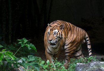 portrait of a bengal tiger.
