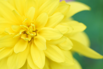 Fototapeta premium Yellow macro flower photo at green background, light summer photo