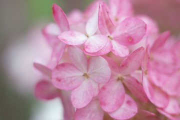 Fototapeta na wymiar Pink hydrangea macro floral photo, spring and summer bright picture