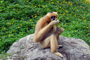 Obraz premium Gibbon is having a banana