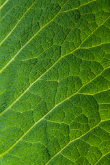 surface of grape foliage is large.