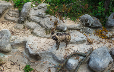 Striped Hyena on Rocks
