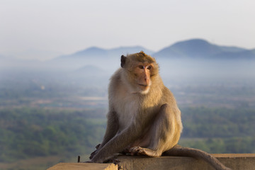 Portrait of Macaque monkey sitting alone  - Powered by Adobe