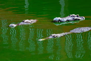 Alligator or crocodile animals swimming