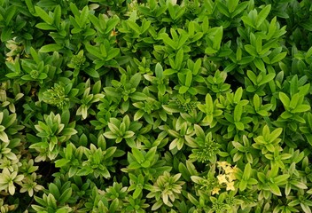 Obraz premium White flowers in the backyard,Green leaves
