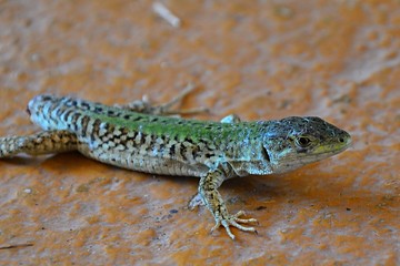 Young green Sand Lizard, latin name Lacerta Agilis, standing on orange painted concrete surface.