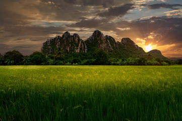 The morning of rice fields adjacent to the mountain.