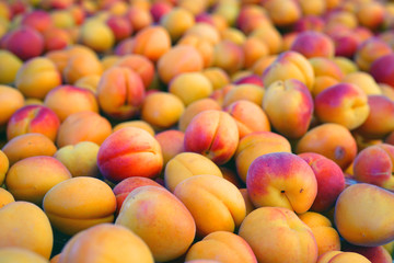 Ripe orange apricots in bulk at a farmers market