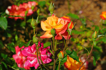 View of a pink and orange Rio Samba rose plant in the garden