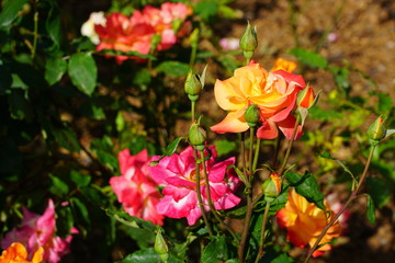 View of a pink and orange Rio Samba rose plant in the garden