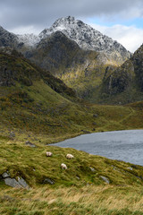 A herd of sheep on a hill with background of mountain and lake.