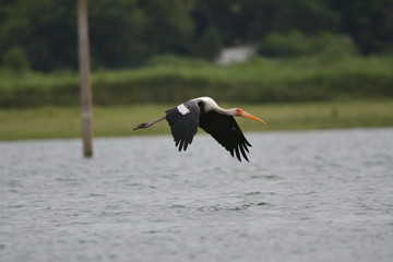 A stork in flight at ameenpur lake
