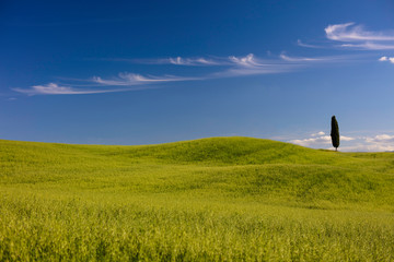 Lone cypress trees Tuscany on a hill top in the fields with a blue sky and white clouds Italy