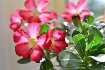 The magnificent bloom of a pink flower in a pot, which stands on the window. Photo taken on a sunny day. 