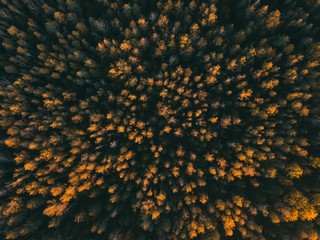 Aerial drone view of autumn colors flying over a forest.
