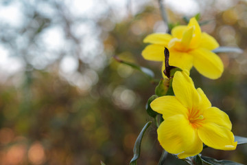 yellow flowers in the garden