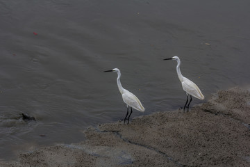 Obraz premium Birds find fish to eat in large bodies of water.