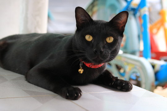 cat focus at camera cute