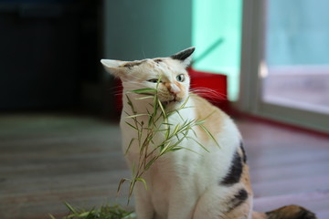 cat eating grass 