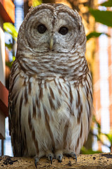 a barred owl sitting on a branch early in the morning