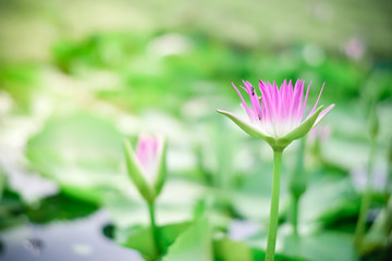 Obraz premium Beautiful pink waterlily or lotus flower in pond, Natural background and sun light, Selective Focus, Flowers for worshiping in Buddhism.
