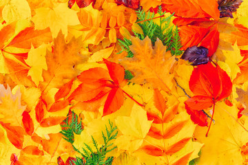 Natural fall leaves background