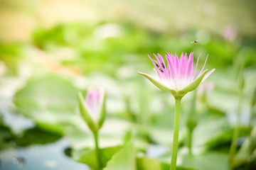 Beautiful pink waterlily or lotus flower in pond, Natural background and sun light, Selective Focus, Flowers for worshiping in Buddhism.