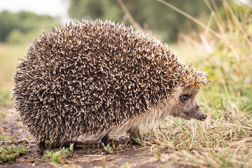 hedgehog on the grass © alexbush