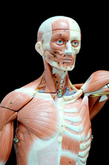 ้human muscle anatomy model