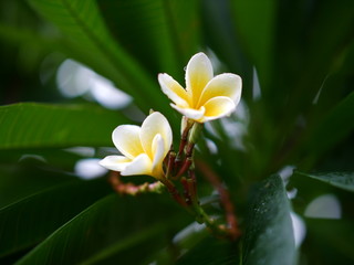 Fototapeta premium Plumeria is popular flower in Thailand.